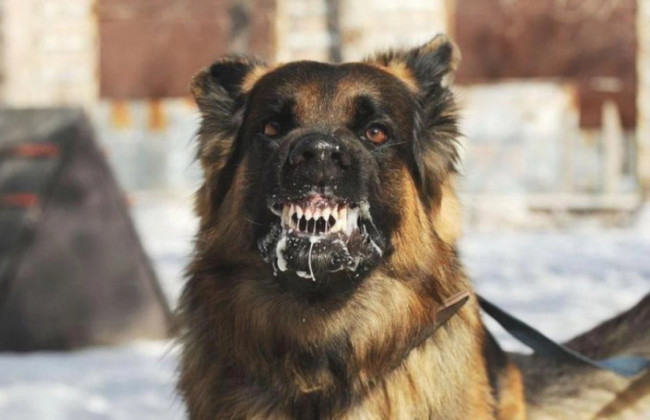 Не обов’язково слина з рота та коли лікар вже не допоможе – власникам тварин розвінчали міфи про сказ