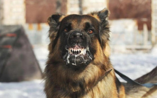 Не обов’язково слина з рота та коли лікар вже не допоможе – власникам тварин розвінчали міфи про сказ