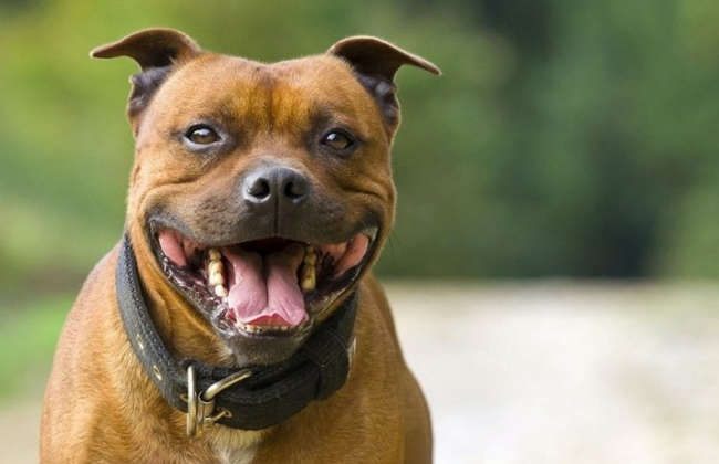 Пес без намордника покусав чоловіка: суд конфіскував тварину у власника