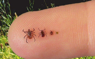 Вирусный энцефалит и болезнь Лайма: как не заболеть, если укусил клещ