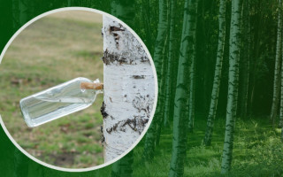 За самовольную заготовку березового сока грозит штраф, — экологическая инспекция