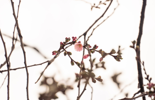 У Мукачеві на Закарпатті розпочалося цвітіння «шаленої» сакури, фото