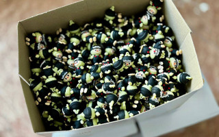 Таможенники заблокировали ввоз 605 контрафактных игрушек Labubu