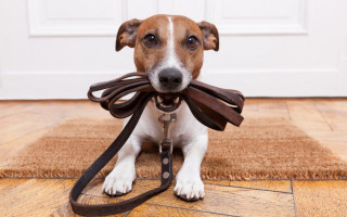 Утримання собак на прив’язі в Україні: які правила діють насправді