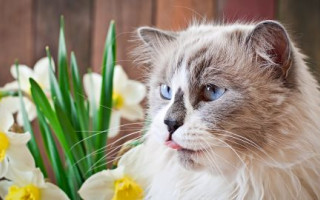 Чи засипле Україну снігом в березні – відповіли в Укргідрометцентрі