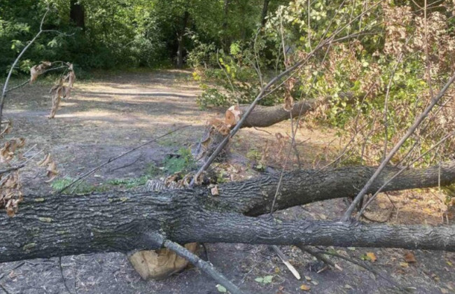 Срезал дерево и забрал электроопору: почему суд отказал облэнерго в компенсации