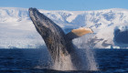 Українські полярники зафільмували «прощальне шоу» горбатого кита в Антарктиці – фото