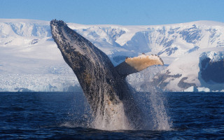 Українські полярники зафільмували «прощальне шоу» горбатого кита в Антарктиці – фото