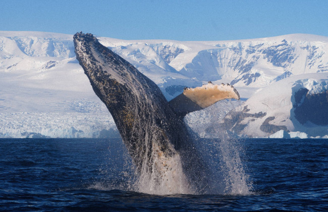 Украинские полярники сняли «прощальное шоу» горбатого кита в Антарктике – фото