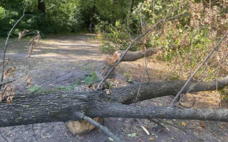 Зрізав дерево і «забрав» електроопору: чому суд відмовив обленерго у компенсації