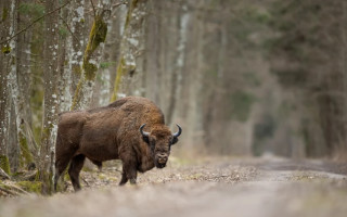 Поїзд «Зубр» збив трьох зубрів у Біловезькій пущі