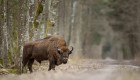 Поезд «Зубр» сбил трёх зубров в Беловежской пуще