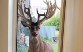 На Рівненщині 28-річна водійка збила відомого в TikTok оленя Бориса і втекла з місця ДТП