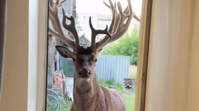 На Рівненщині 28-річна водійка збила відомого в TikTok оленя Бориса і втекла з місця ДТП