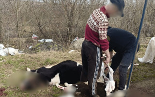 Небезпечне м’ясо не потрапить на стіл – на Тернопільщині викрили підпільний забій тварин