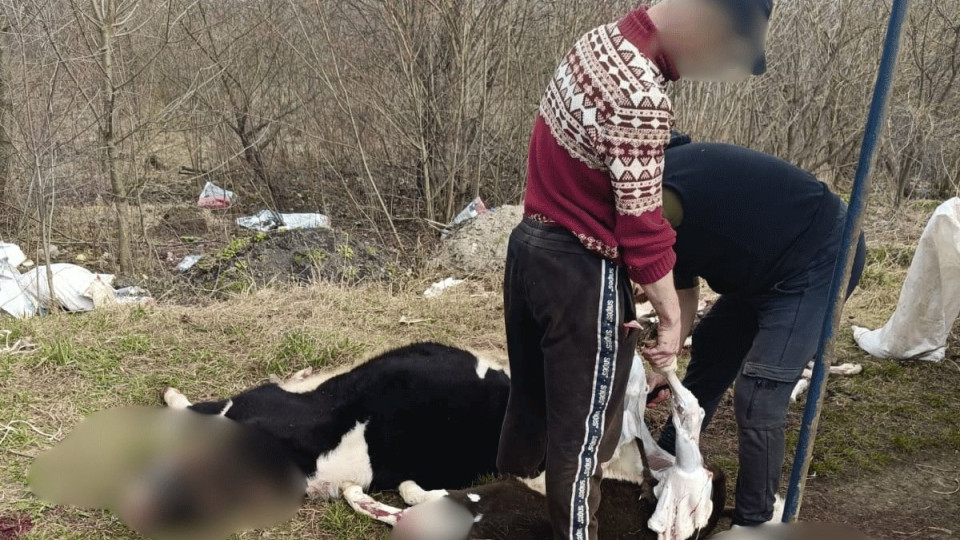 Небезопасное мясо не попадет на стол – в Тернопольской области раскрыли подпольный убой животных
