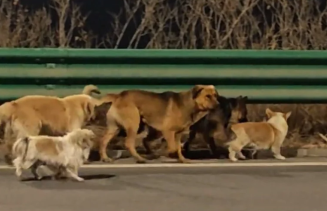 В Китае семь собак сбежали от похитителей и самостоятельно вернулись домой