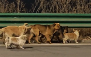 В Китае семь собак сбежали от похитителей и самостоятельно вернулись домой