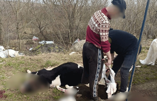 Небезопасное мясо не попадет на стол – в Тернопольской области раскрыли подпольный убой животных