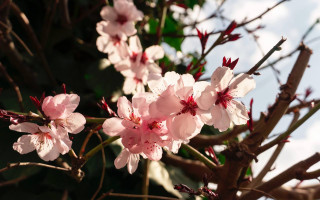 Погода в Украине 26 марта: где потеплеет до +18