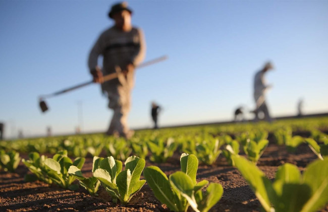 Кабмін продовжив програму підтримки фермерів: 139 господарств отримають 124,1 млн грн