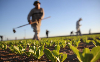 Кабмин продлил программу поддержки фермеров: 139 хозяйств получат 124,1 млн грн