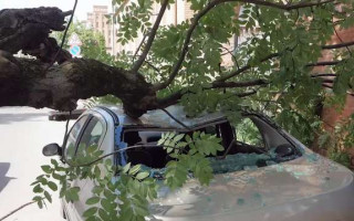 Апеляційний суд залишив у силі стягнення понад 60 тисяч грн з КП за пошкоджене гілкою авто: деталі справи