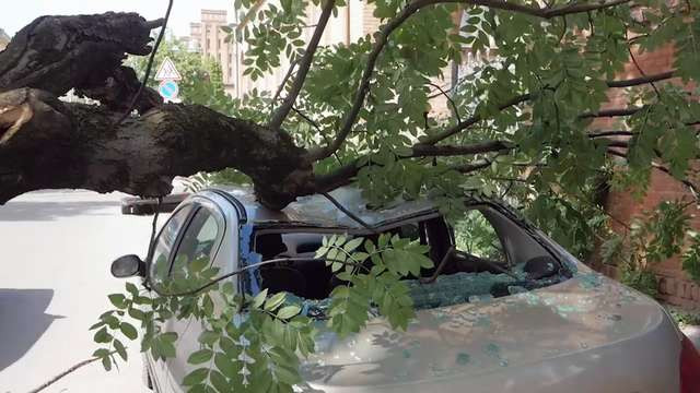Апелляционный суд оставил в силе взыскание более 60 тысяч грн с КП за поврежденное ветвью авто: детали дела