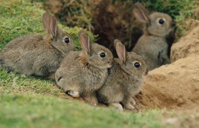 В Украине с 1 апреля начинается «сезон тишины» — какие ограничения действуют и какие штрафы предусмотрены