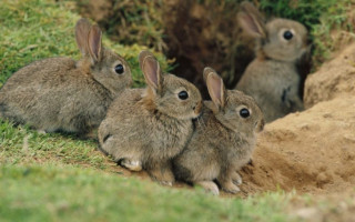 В Украине с 1 апреля начинается «сезон тишины» — какие ограничения действуют и какие штрафы предусмотрены