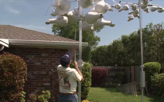 Суд признал птиц во дворе «неудобством» для соседей — конфликт из-за колонии ласточек