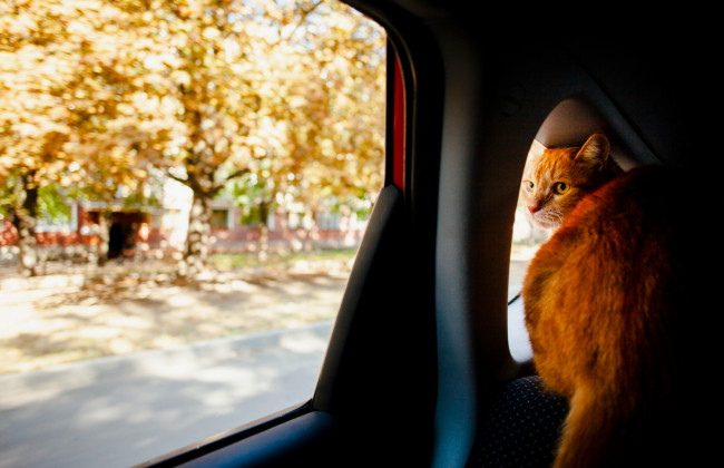 Як підготувати домашню тварину до виїзду за кордон: чек-лист для власників