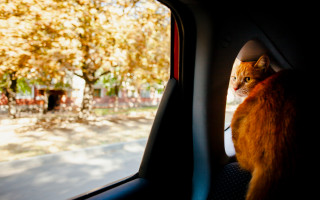 Как подготовить домашнее животное к выезду за границу: чек-лист для владельцев