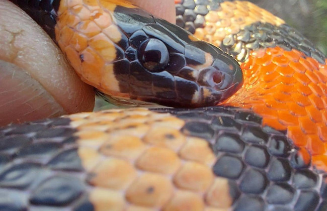 В Харькове в многоэтажке обнаружили змею в стиральной машине