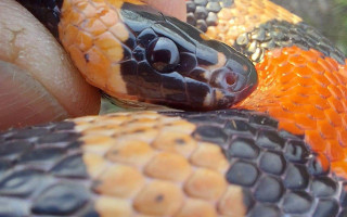 У Харкові в багатоповерхівці виявили змію у пральній машині