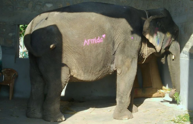 В Індії розпочали розслідування після смерті слонихи, пофарбованої в рожевий колір для фотосесії