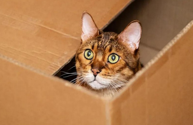 В Австрії перед судом постав чоловік, який відправив кішку поштою до Німеччини