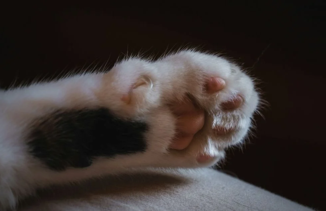 Массовая гибель котов в селе Тернопольской области: полиция устанавливает обстоятельства