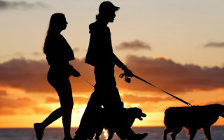 У Бразилії суди зможуть визначати «опіку» над домашніми тваринами після розлучення