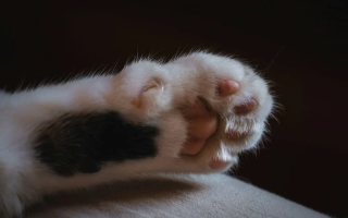 Масова загибель котів у селі на Тернопільщині: поліція встановлює обставини