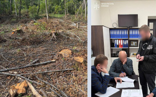 103 млн гривень збитків і 19 тисяч дерев – на Львівщині викрили масштабну лісову аферу