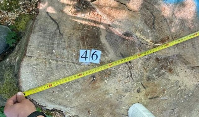 Незаконные вырубки более чем на 18 млн грн: в Черновицкой области объявили подозрения лесникам