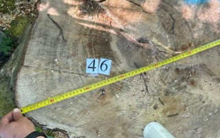 Незаконні вирубки на понад 18 млн грн: у Чернівецькій області оголосили підозри лісникам