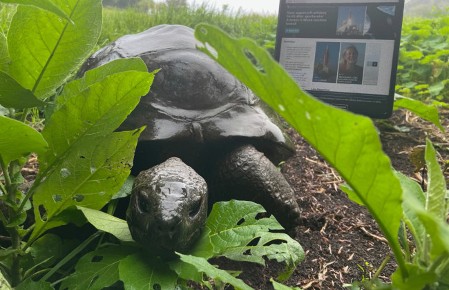 «Похоронили» раньше времени — мошенники объявили старейшую черепаху мира мертвой и запустили сбор криптовалюты