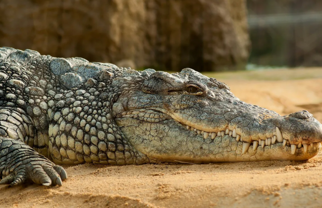 Індія хоче залучити змій і крокодилів до охорони кордону