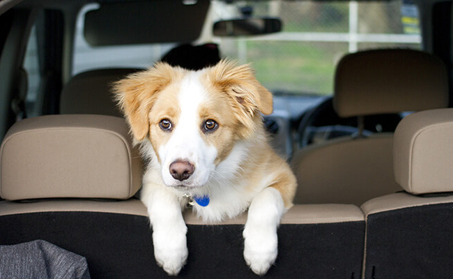 У Сумах жінка викинула цуценя з авто, але стверджувала, що це зробив невідомий чоловік: що вирішив суд