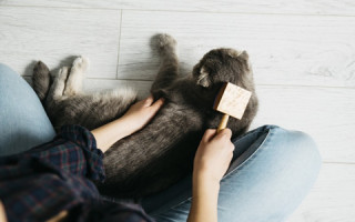 В Италии разрешили брать оплачиваемый отпуск для ухода за больными домашними животными