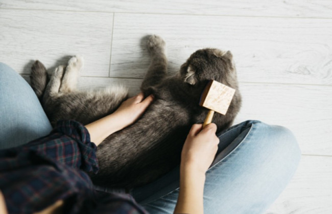 В Італії дозволили брати оплачувану відпустку для догляду за хворими домашніми тваринами
