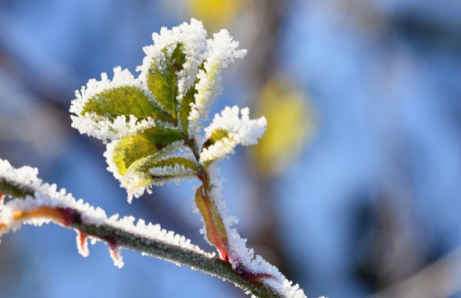 До минус 5 градусов: украинцев предупредили о заморозках