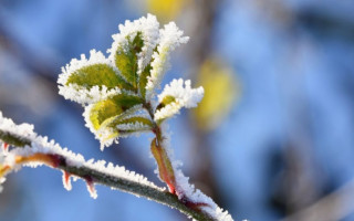 До минус 5 градусов: украинцев предупредили о заморозках